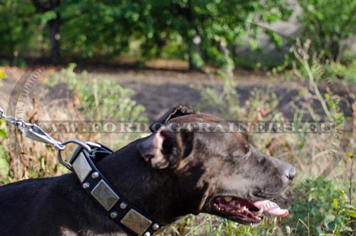 Attractive leather collar for Pitbull comfortable