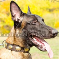 Leather Dog Collar with Vintage Plates