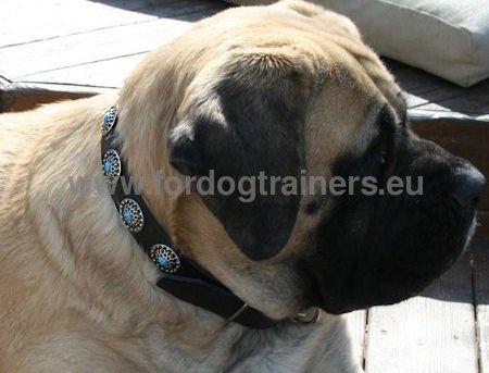 Collier en cuir ultra mode
pour Bullmastiff