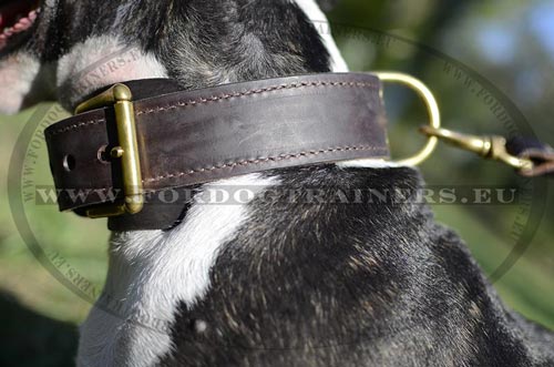 Collier de promenade en cuir pour Bull Terrier