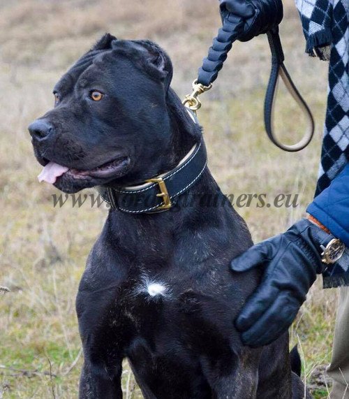 Collier cuir rsistant pour Bandog