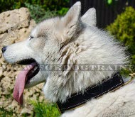 Universal Leather Collar Padded Classic for Husky ➤