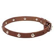 Stunning Dog Collar with Half-Ball Chrome Plated Studs