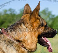 Cuero collar de perro con hermosos Clavos cuadrados de latón