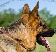 Cuero collar de perro con hermosos Clavos cuadrados de latn