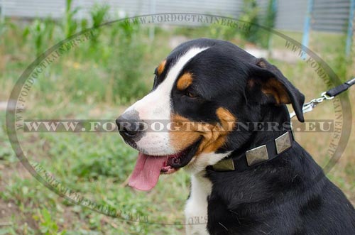 Collare con piastre decorative per Swiss Montain Dog