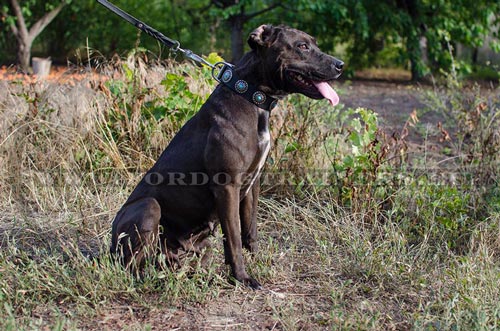 Wide leather collar with blue stones for Pitbull
control