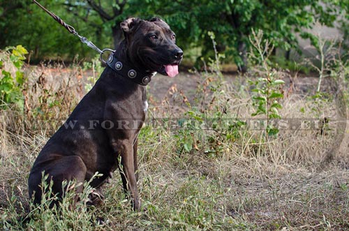 Collier pour Pitbull Premire classe