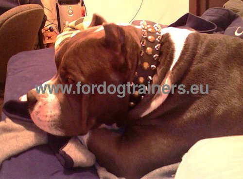 Collier orn pour Pitbull Usage Quotidien