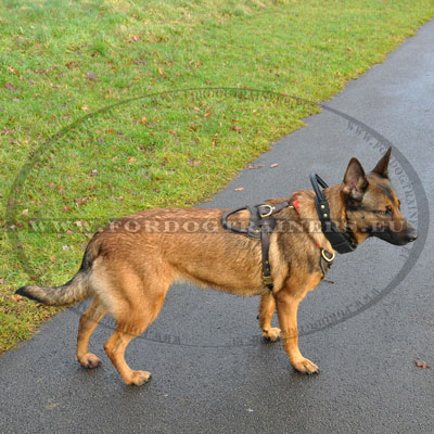 Collier chien avec poigne double couches