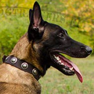 Dog Leather Collar with Embossed Plates