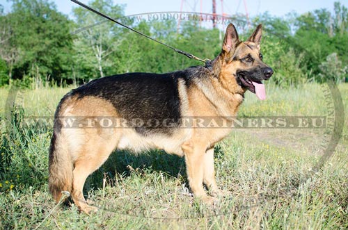 Leather collar braided for German Shepherd put on