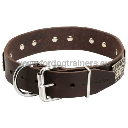 Collier cuir  boucle en nickel pour Malinois