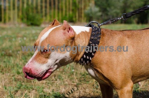 Multifunctional leather
collar with spikes in three rows for Pitbull