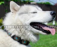 [C75##1057 Collare con pietre azzurre per Husky]