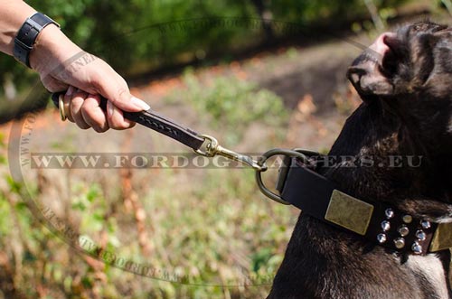 Collier en cuir agrable au toucher pour Pitbull