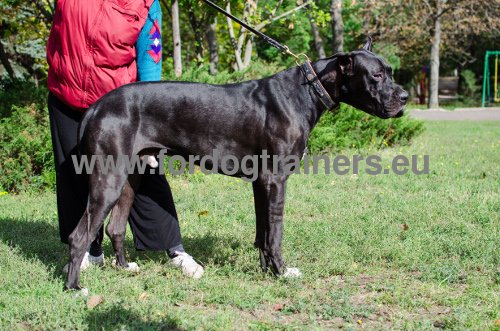 Resistant Collar for Great Dane