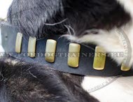 Hundehalsband Leder Stilvoll, Nietenhalsband Breit