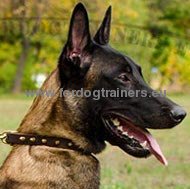 Leather Dog Collar with Bronze Spikes