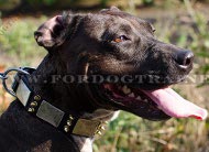 American Pitbull Decorated Collar Plates&Spikes ▼
