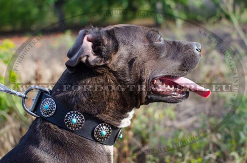 Black collar with blue stones for Pitbull