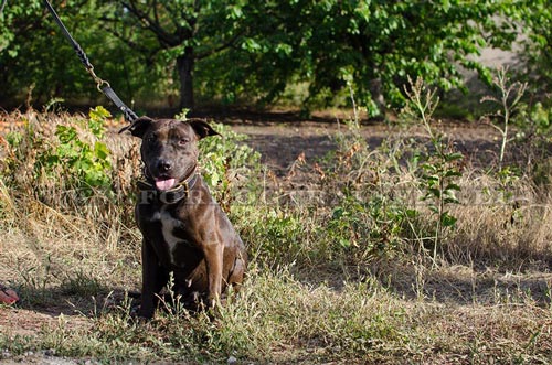 Collier durable et joli pour Pitbull