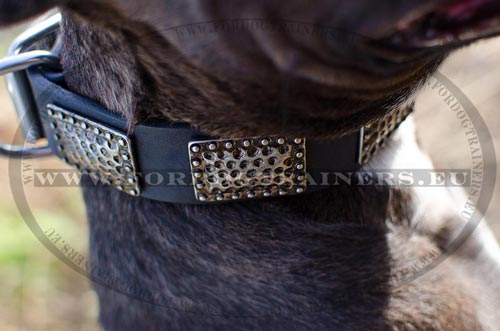 Pitbull Collar Collection