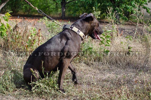 Top-quality collar with plates for Pitbull