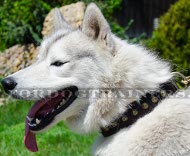 Collare in pelle naturale con piramidi per Husky