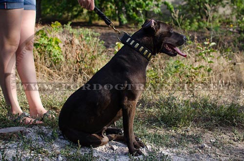 Genuine Leather Collar