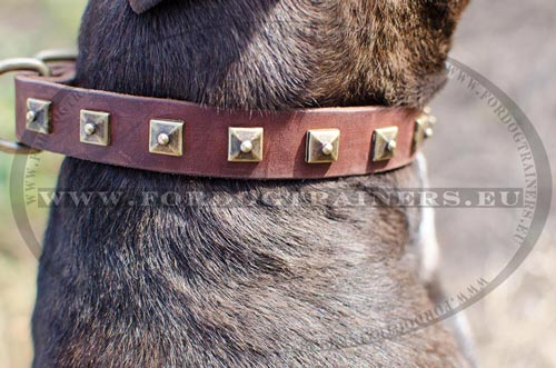 Dog collar with riveted brass
parts for Pitbull