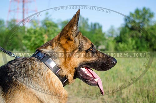 German Shepherd with stylish comfortble Decorated Leather Collar