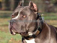 Leather Dog Collar With Vintage Massive Plates for Pitbull