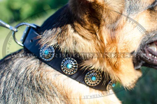 Leather dog collar elegant with marvelous round decorations 