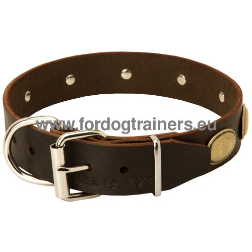Reliable furniture of the vintage leather collar for
Great Dane