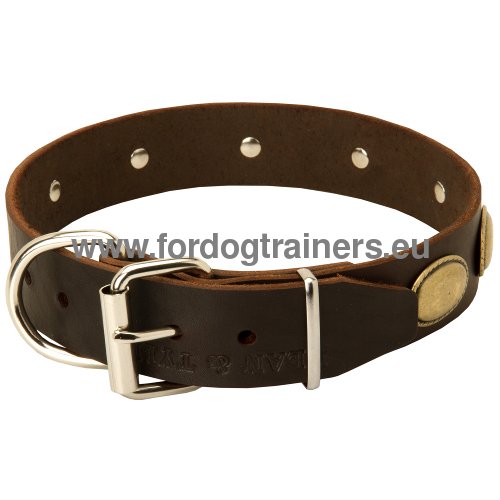 Collier en cuir fonctionnel pour Dogue allemand