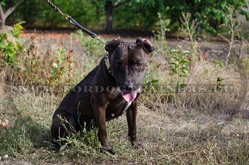 Highly resistant leather collar super for Pit bull