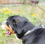 Collare in pelle naturale con piastra porta indirizzo per cane