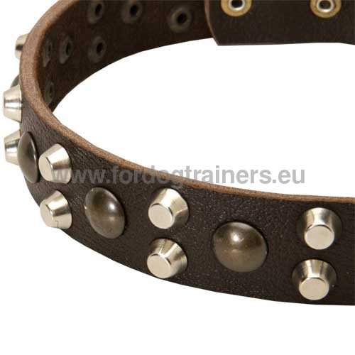Metal decorations of the Elegant Dog Collar for German
Shepherd