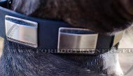 American Pitbull Leather Collar with Plates Very
Resistant