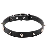 Narrow Dog Collar with Skulls