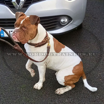 Laisse tresse pour chien molosse Dogue de bordeaux