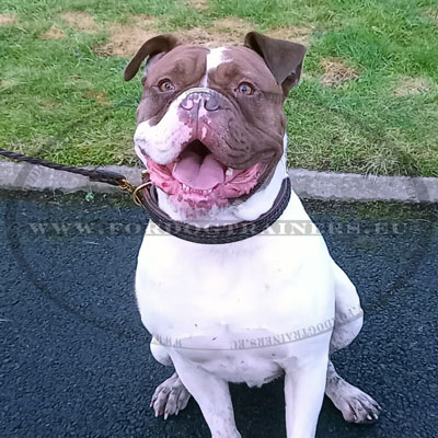 Collier en cuir tressé pour grand chien molosse