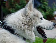 Collare in pelle naturale con piastra porta indirizzo per Husky