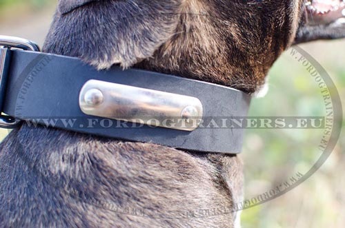 Leather Collar for Pitbull to Personalize