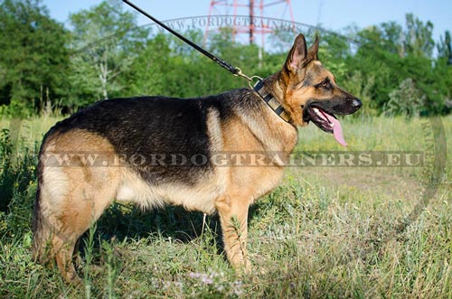 Buckle dog collar for German Shepherd