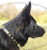 Leather Dog Collar with Wonderful Metal Dots! ⚫