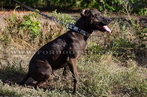 Collier cuir et nickel pour Pitbull