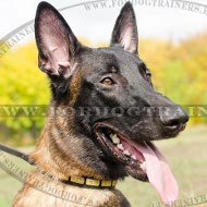 Collier troit pour Malinois | Collier lgance&Solidit❖