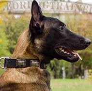 Plated Dog Collar for Malinois